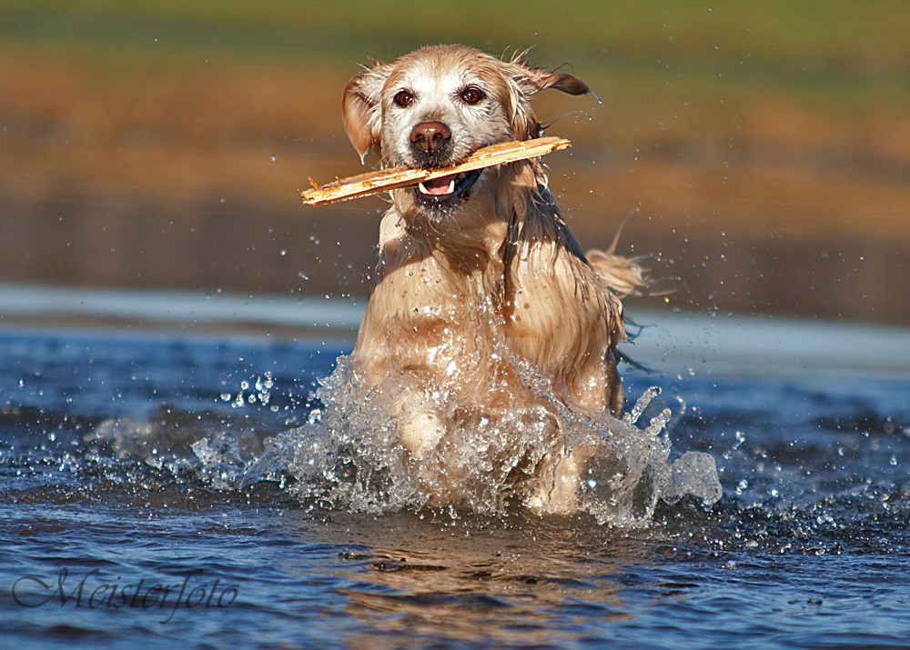 Golden im Wasser