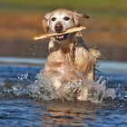 Golden im Wasser