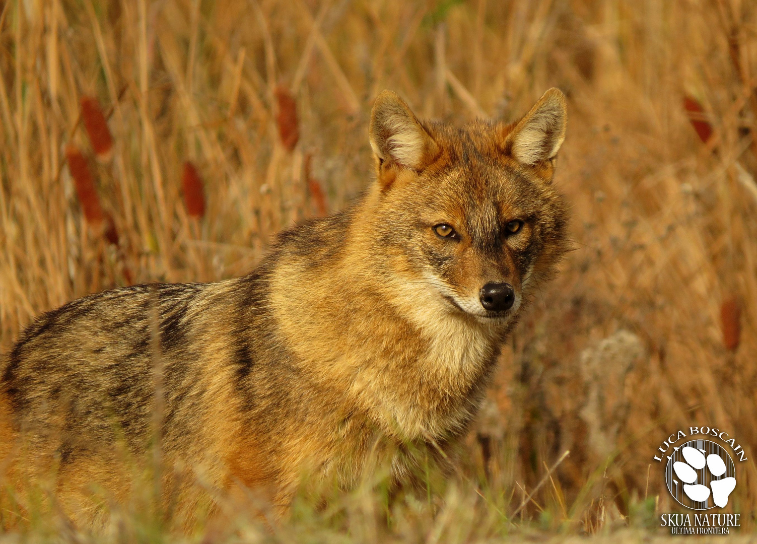 Golden Jackal