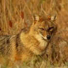 Golden Jackal