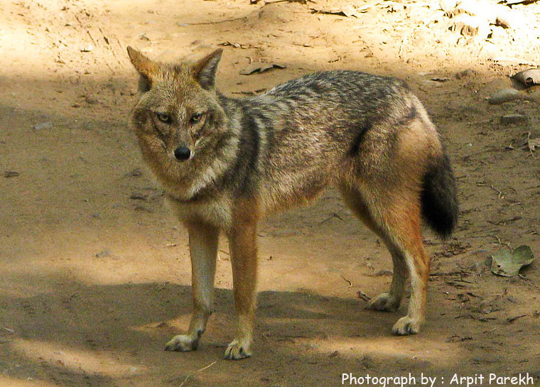 Golden Jackal