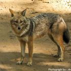 Golden Jackal