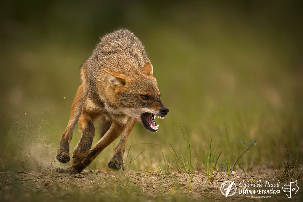 Golden Jackal