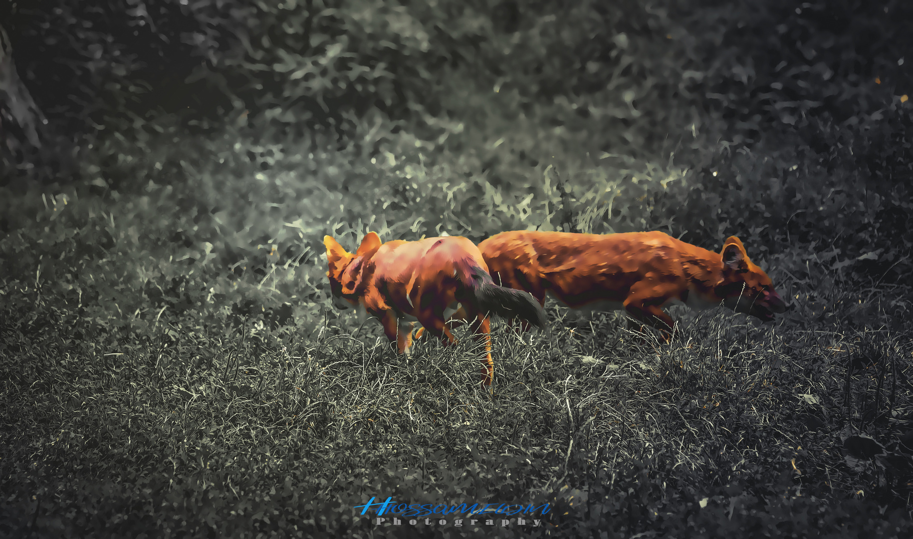 Golden jackal