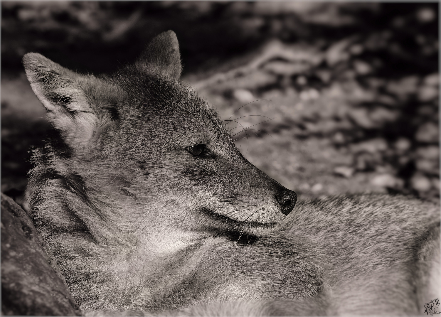 Golden jackal in b/w ..