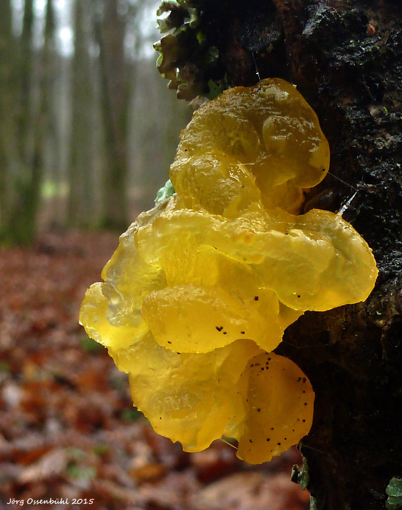 golden jelly fungus