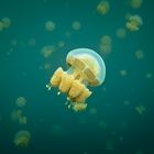 Golden Jellyfish