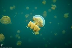 Golden Jellyfish