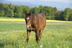 Golden Joe geniesst den Frühling auf der Weide