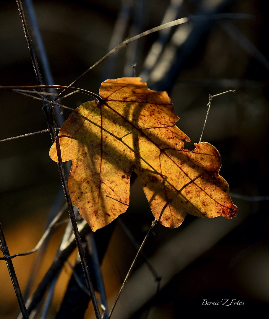 Golden leaf