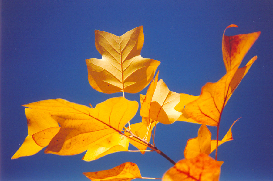 Golden Leaf