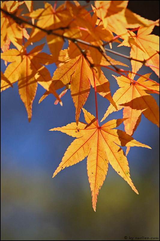 golden leaf