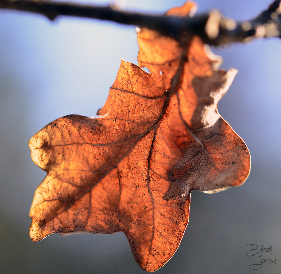 Golden Leaf