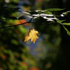 Golden Leaf