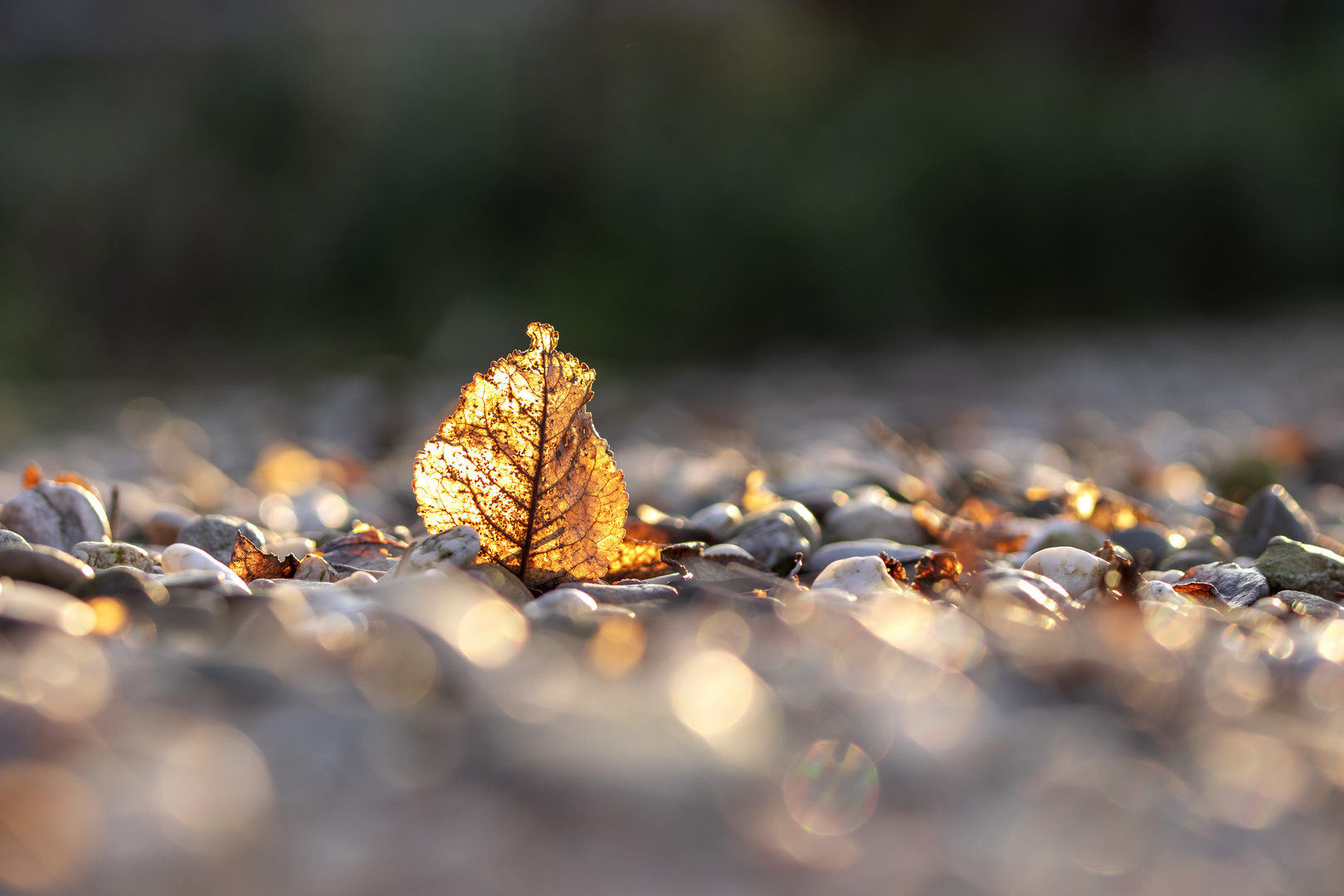 Golden Leaf 