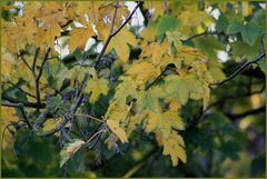 Golden leafs.