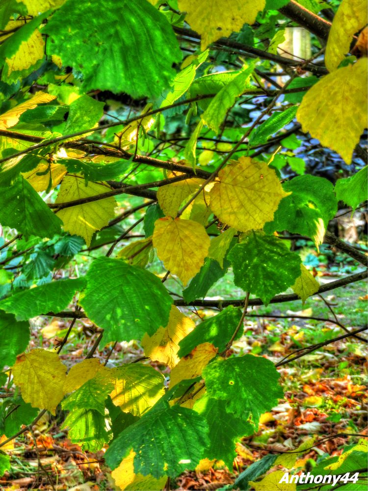 Golden leafs