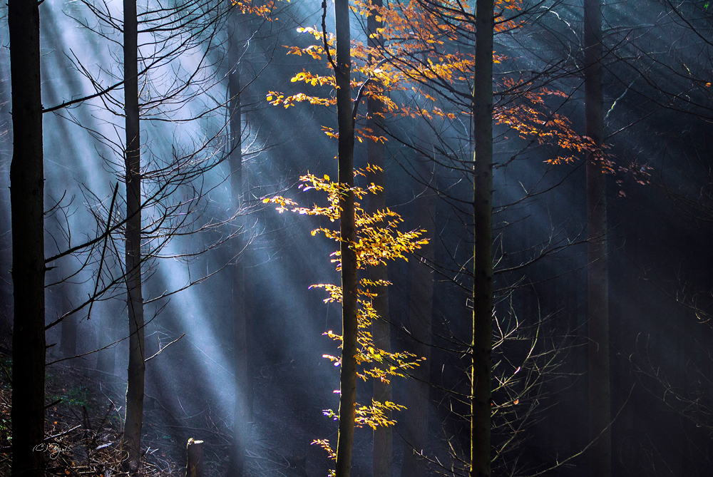 golden leaves