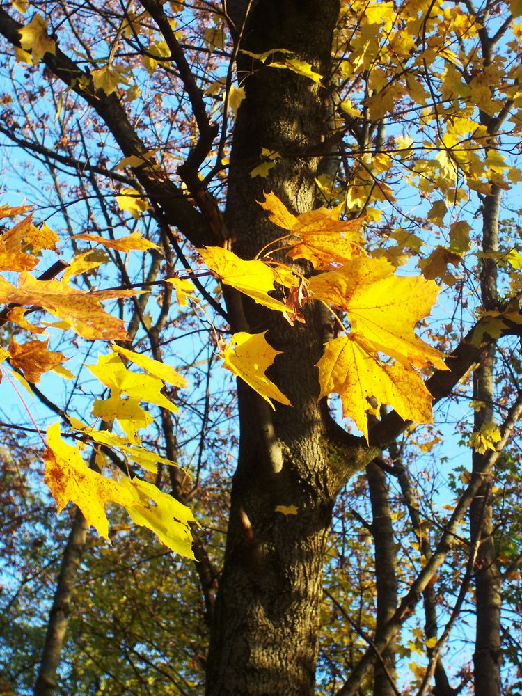 Golden Leaves 2