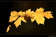 golden leaves