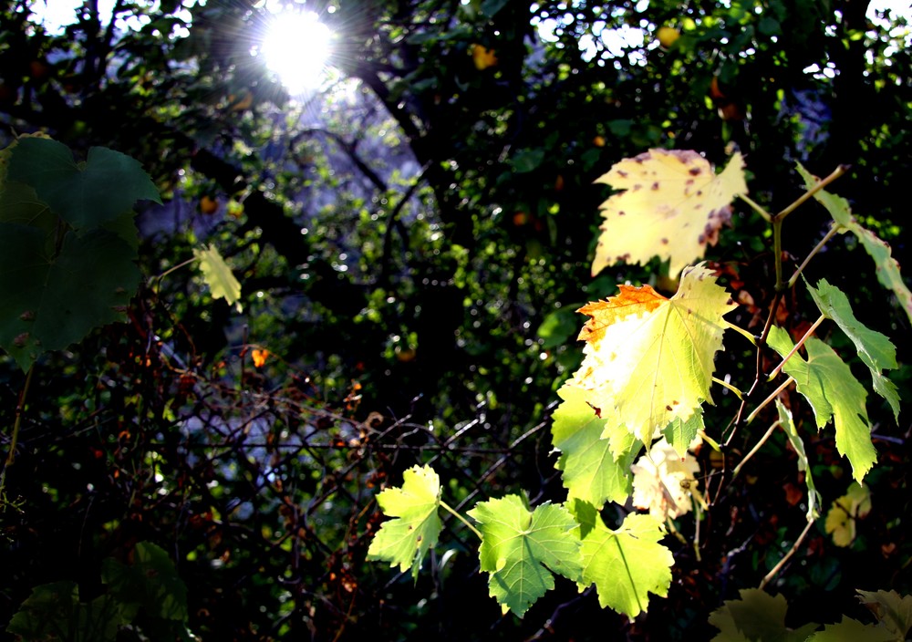 Golden leaves