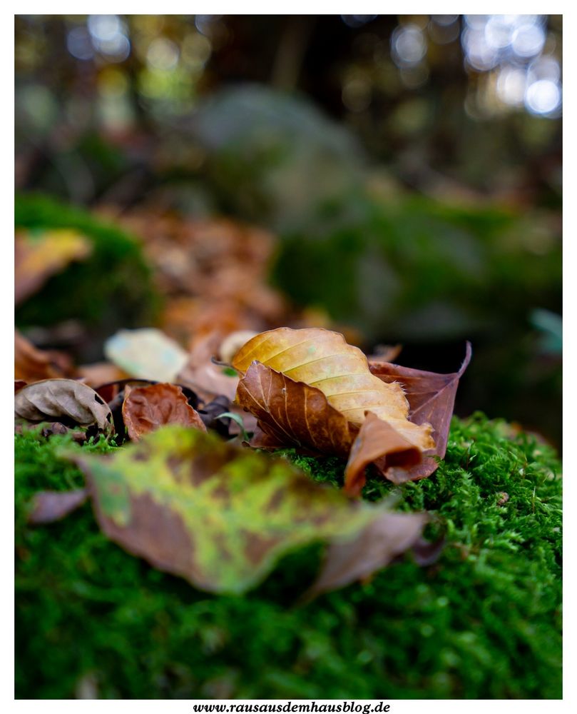 golden leaves