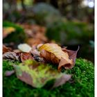 golden leaves