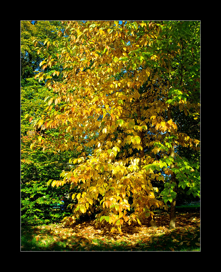 Golden Leaves