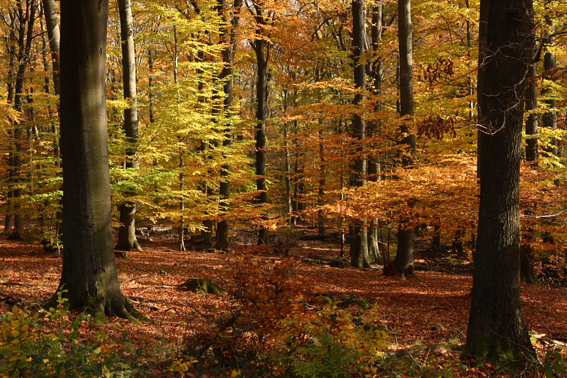 Golden leaves