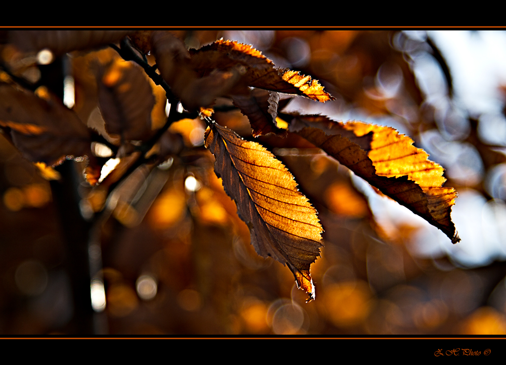 Golden leaves