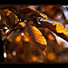 Golden leaves