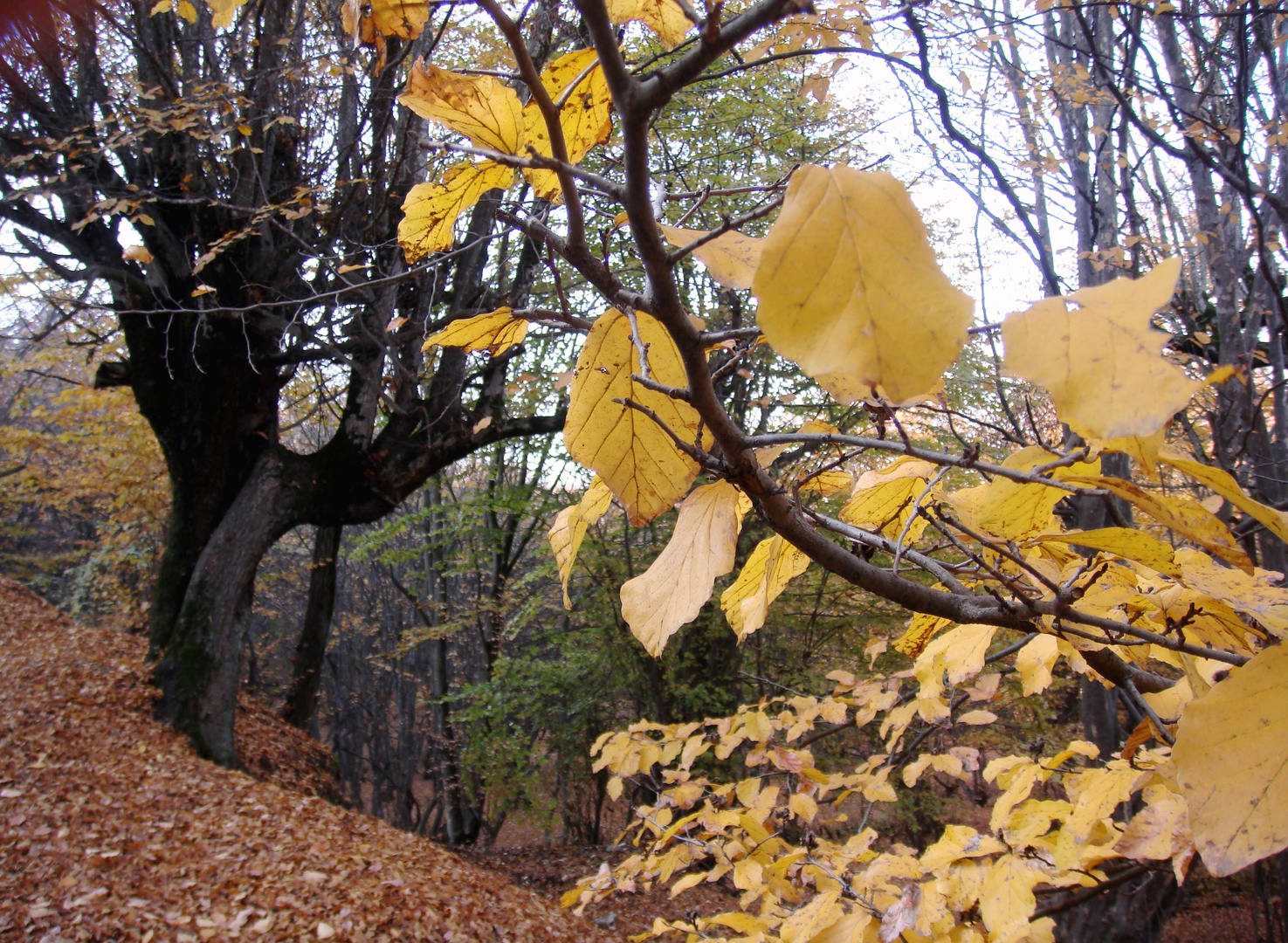 Golden leaves..