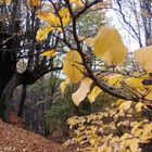 Golden leaves..