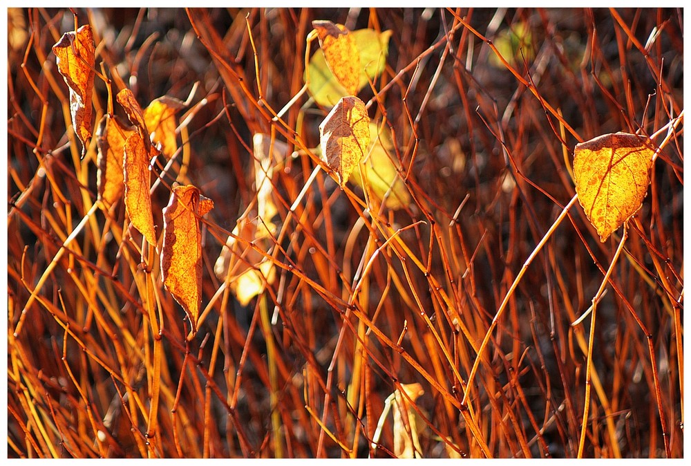 golden leaves