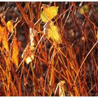 golden leaves