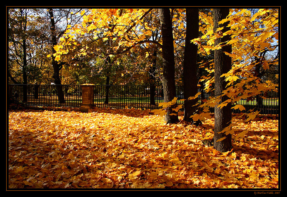 ~ golden leaves ~