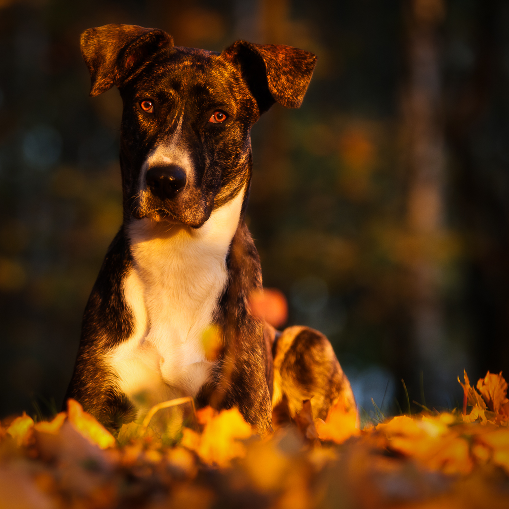 Golden Leaves