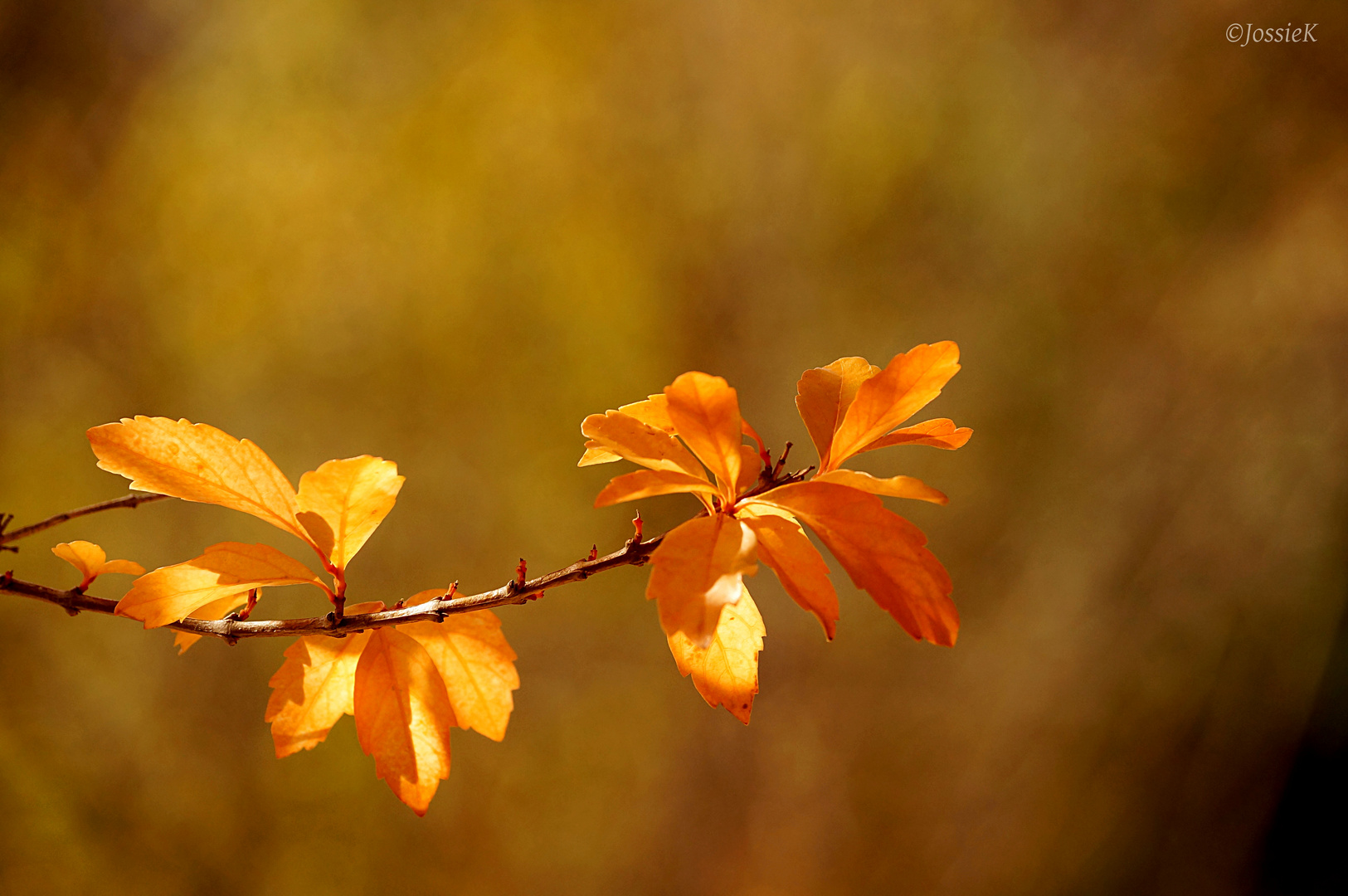 Golden leaves