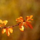 Golden leaves