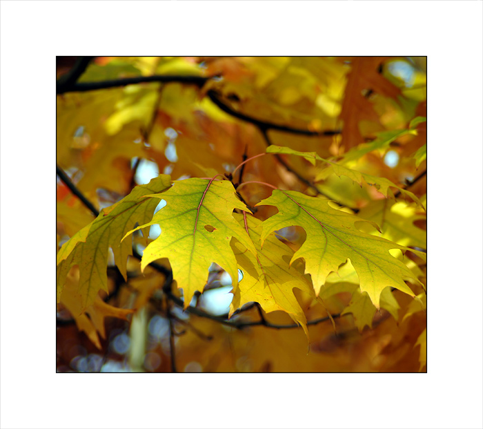 Golden leaves