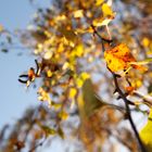 Golden Leaves