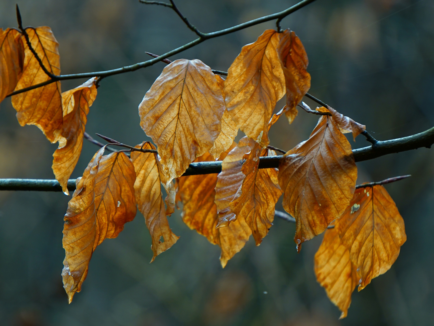 Golden Leaves/ Goldene Blätter