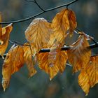 Golden Leaves/ Goldene Blätter