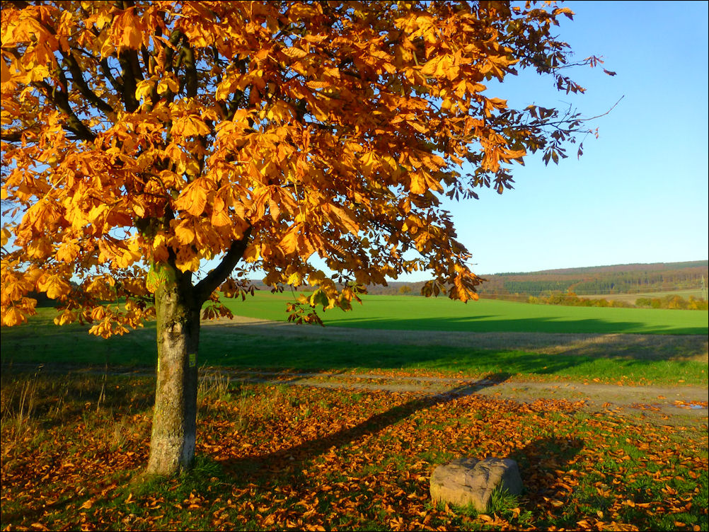 Golden leuchten die Blätter