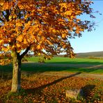 Golden leuchten die Blätter