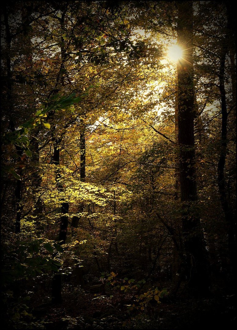   ... Golden leuchtet der Wald ...