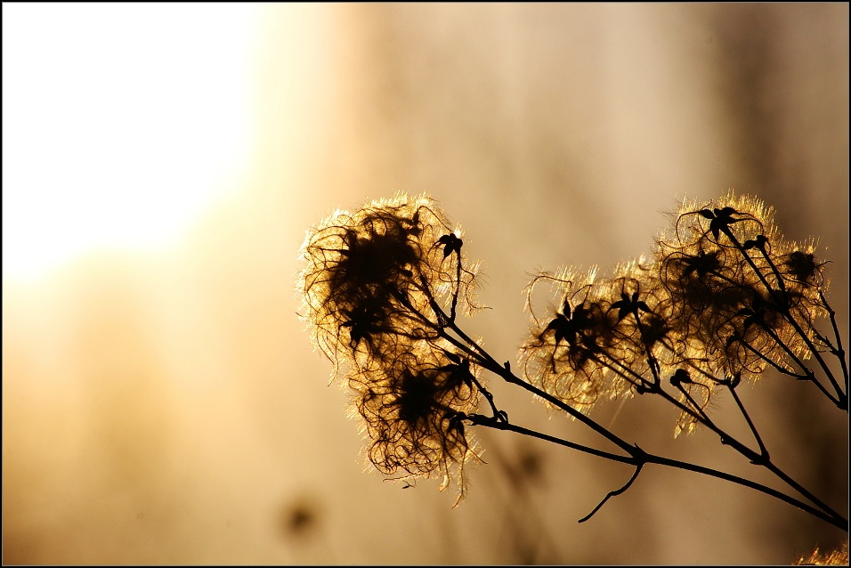 ..golden light ..