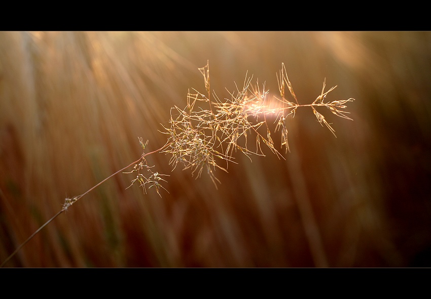 golden light