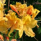 Golden Light Azalea