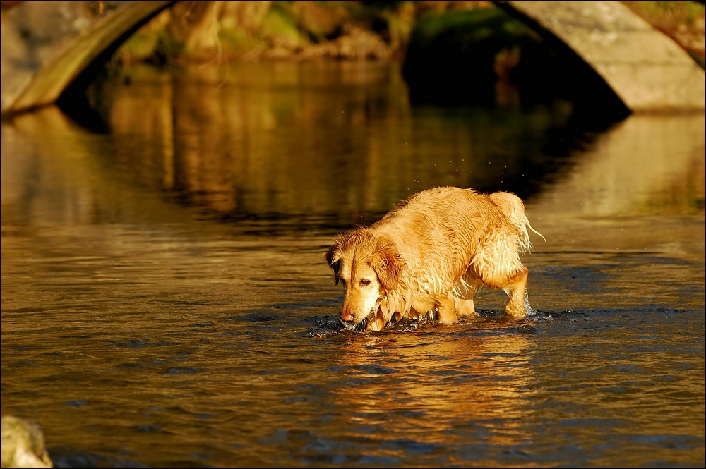 Golden Light